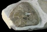 Cretaceous Brachiopod (Pygope) Fossil - France #153156-2